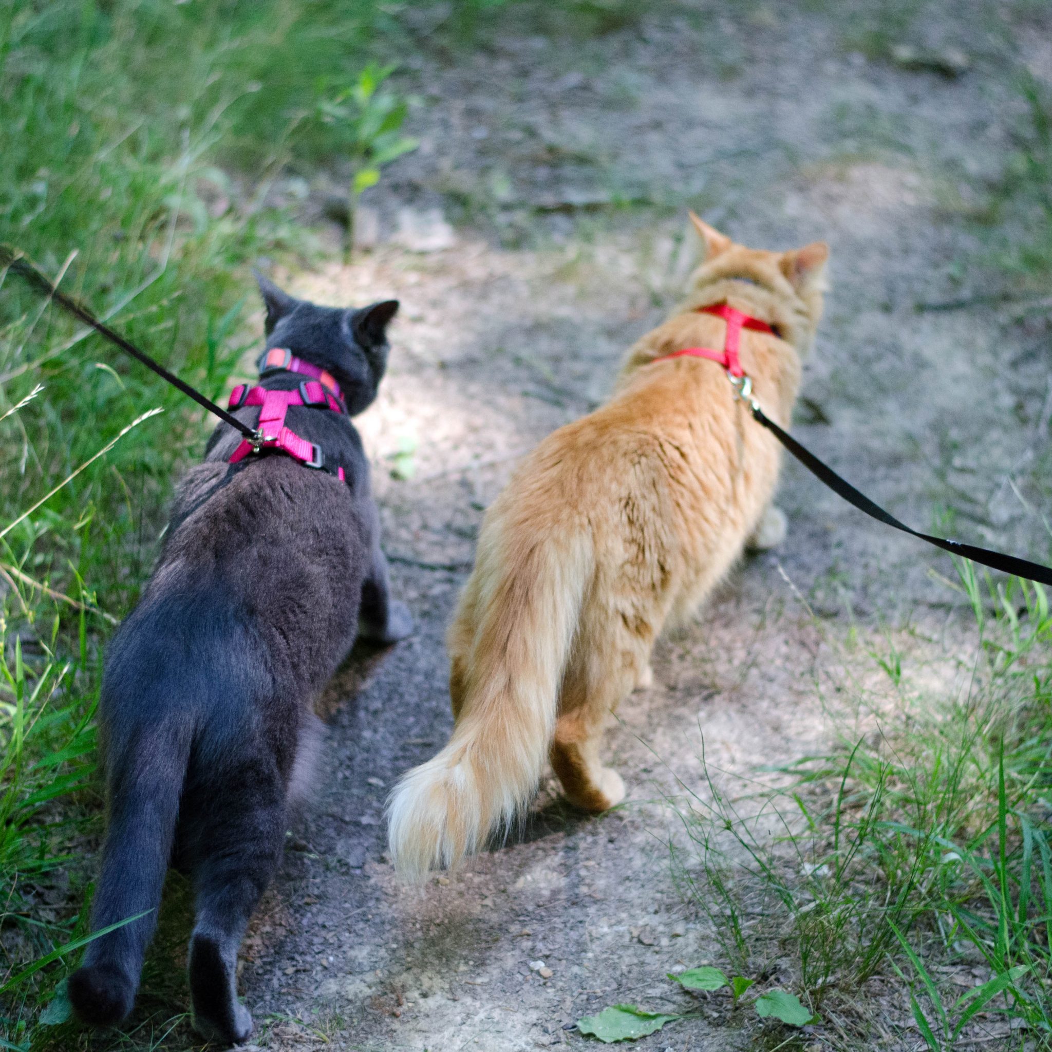 Shade the cat and her brother Simba go walking on leashes