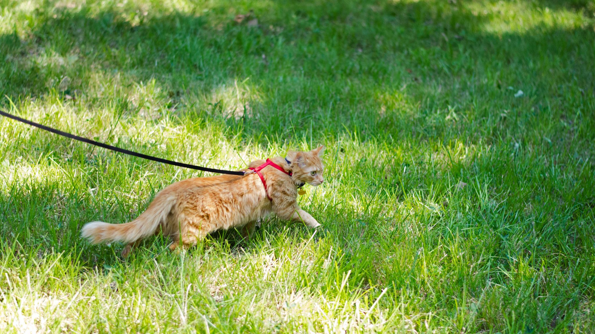 Orange cat walks on leash