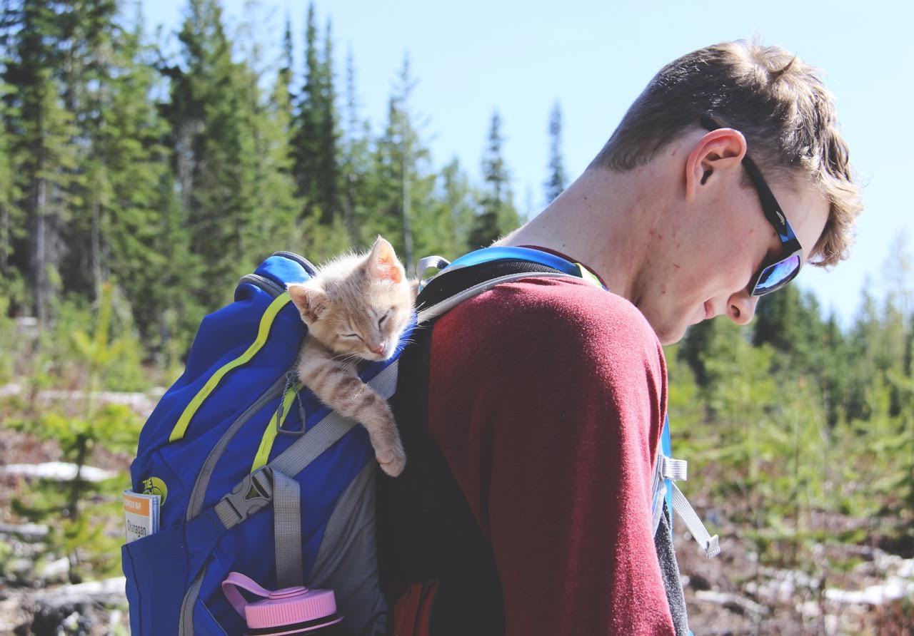 kitten Fish riding in backpack