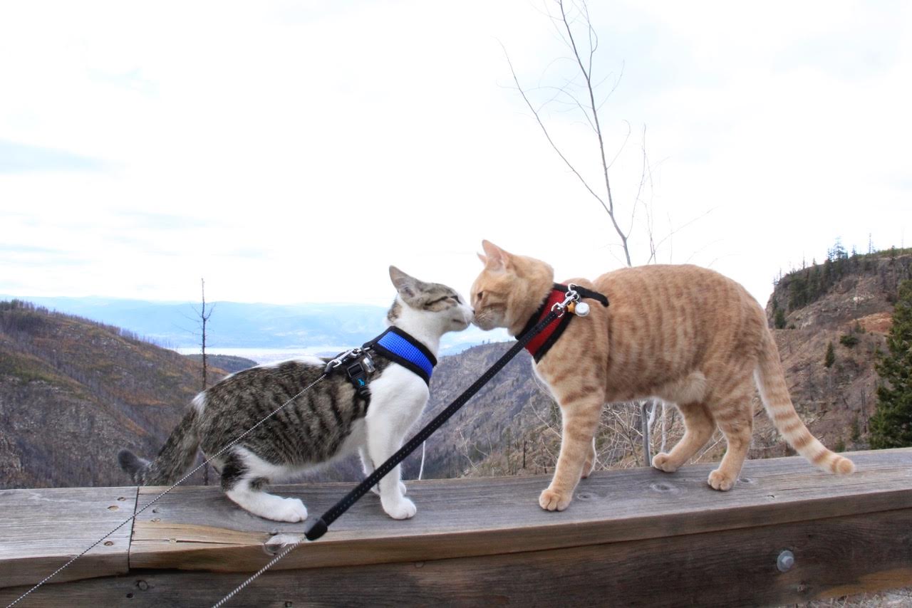 two cats nuzzling each other