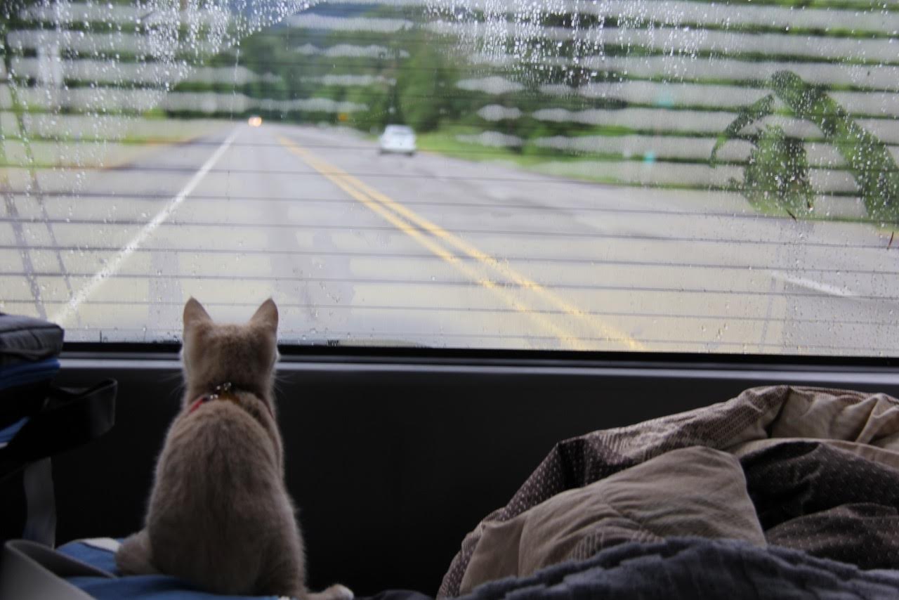 kitten on road trip