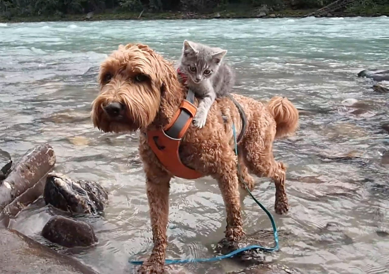 cat riding on dog's back