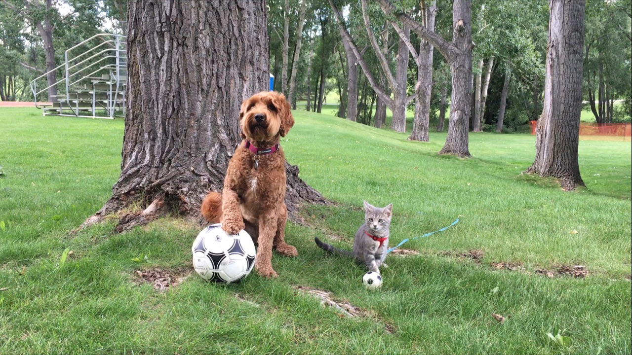 cat and dog with soccer balls