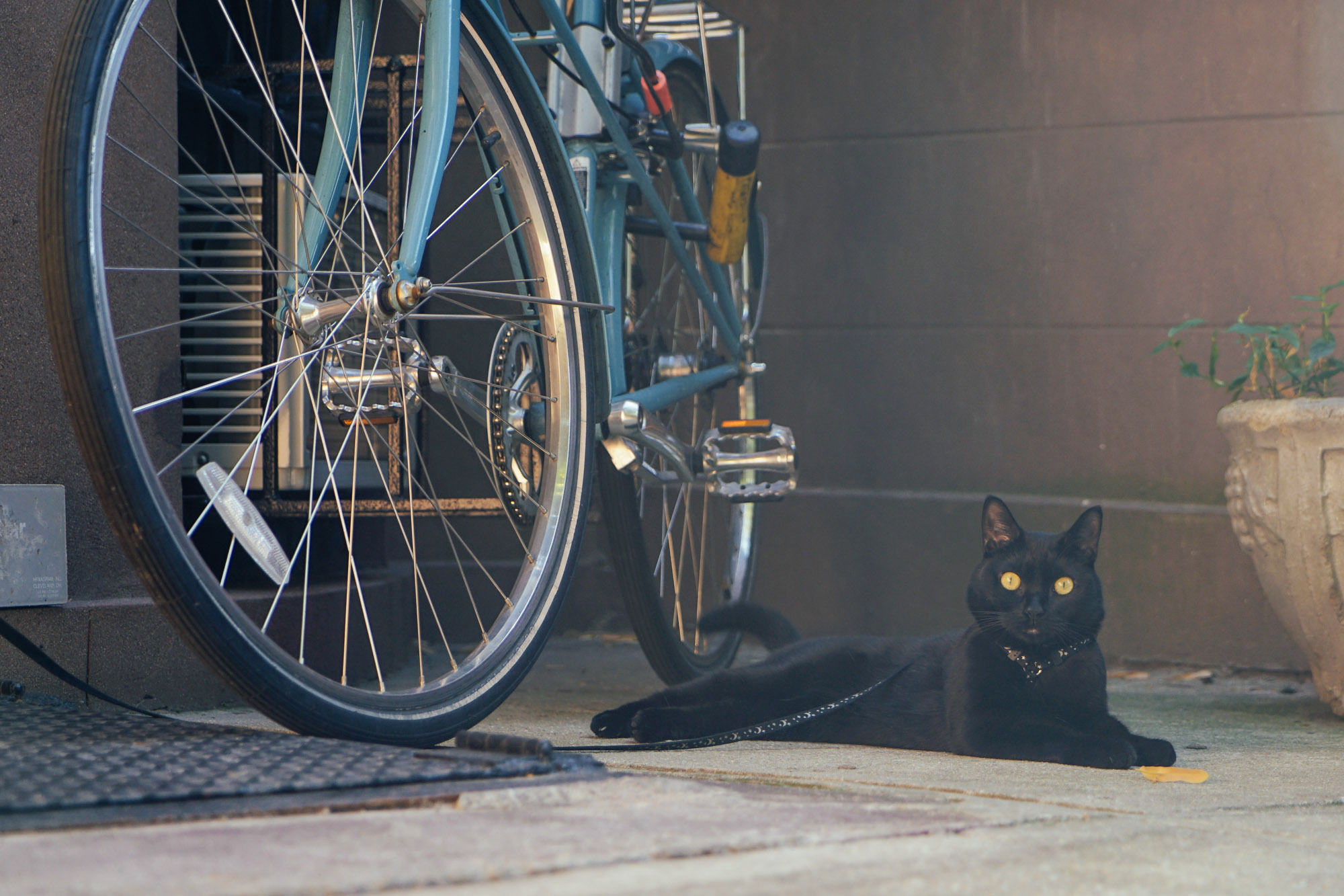 black cat beside bicycle