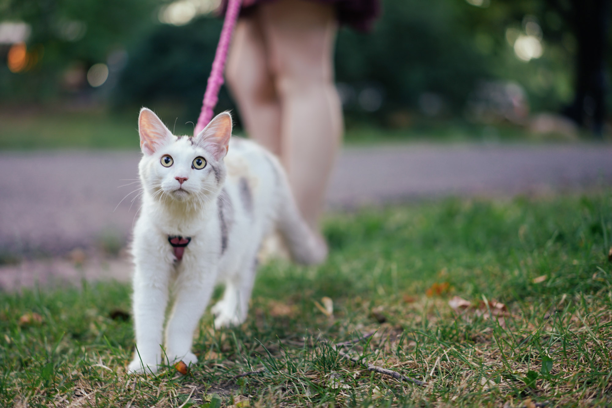 adventure cat in Prospect Park