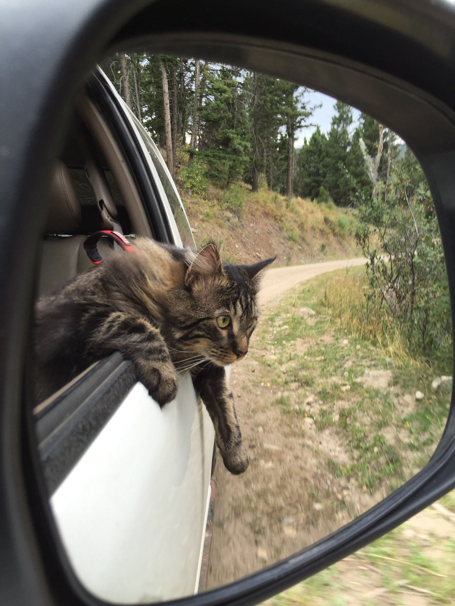 Otie the adventure cat leaning out car window