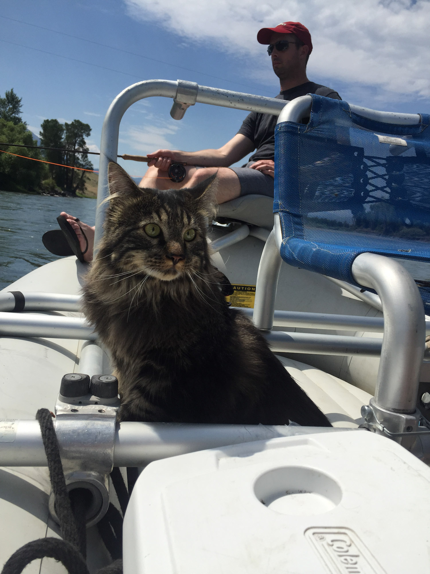 Maine Coon riding in boat