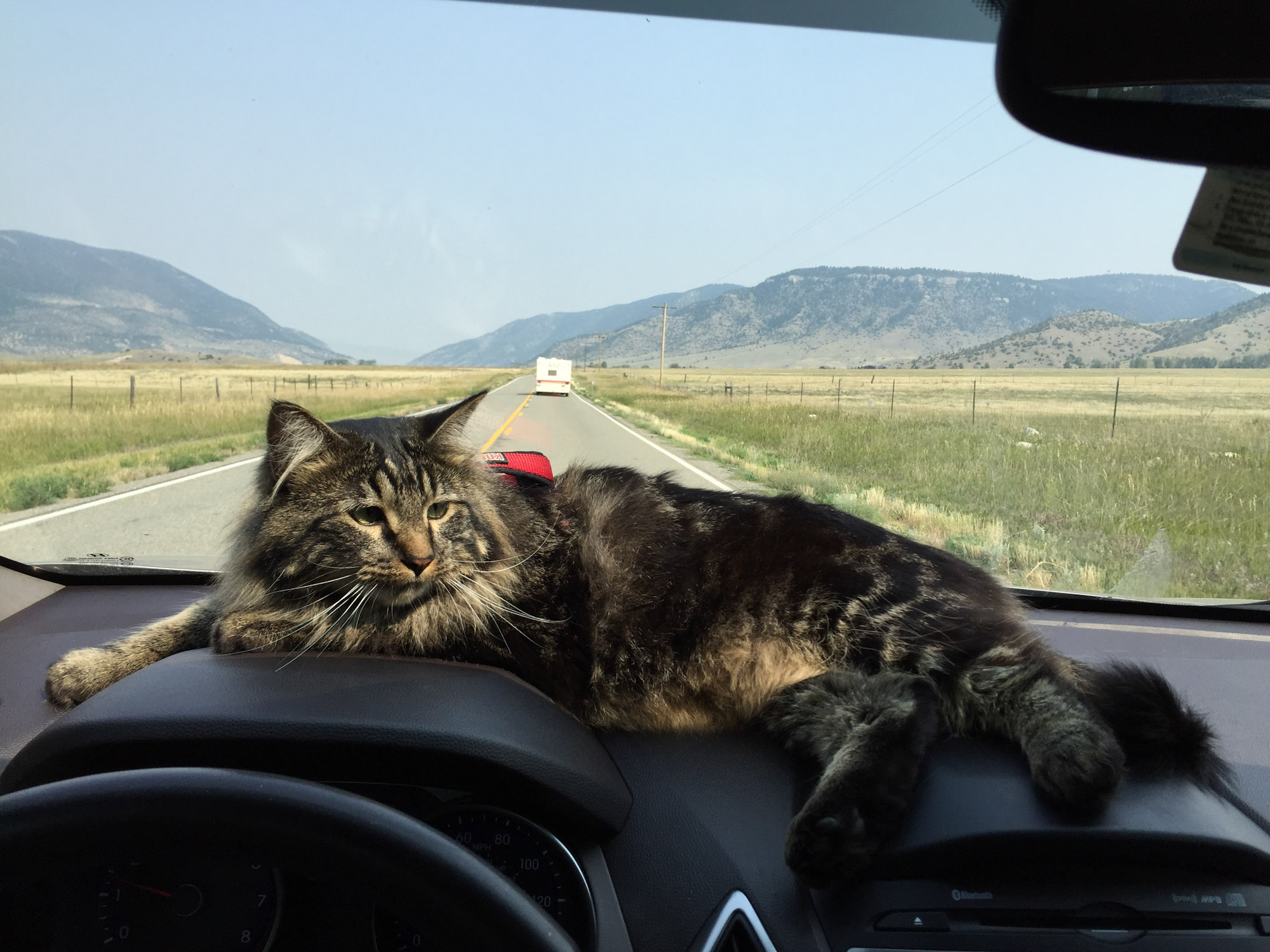 adventure cat riding in car