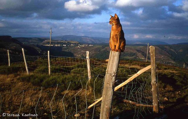 cat sitting on fence post in France