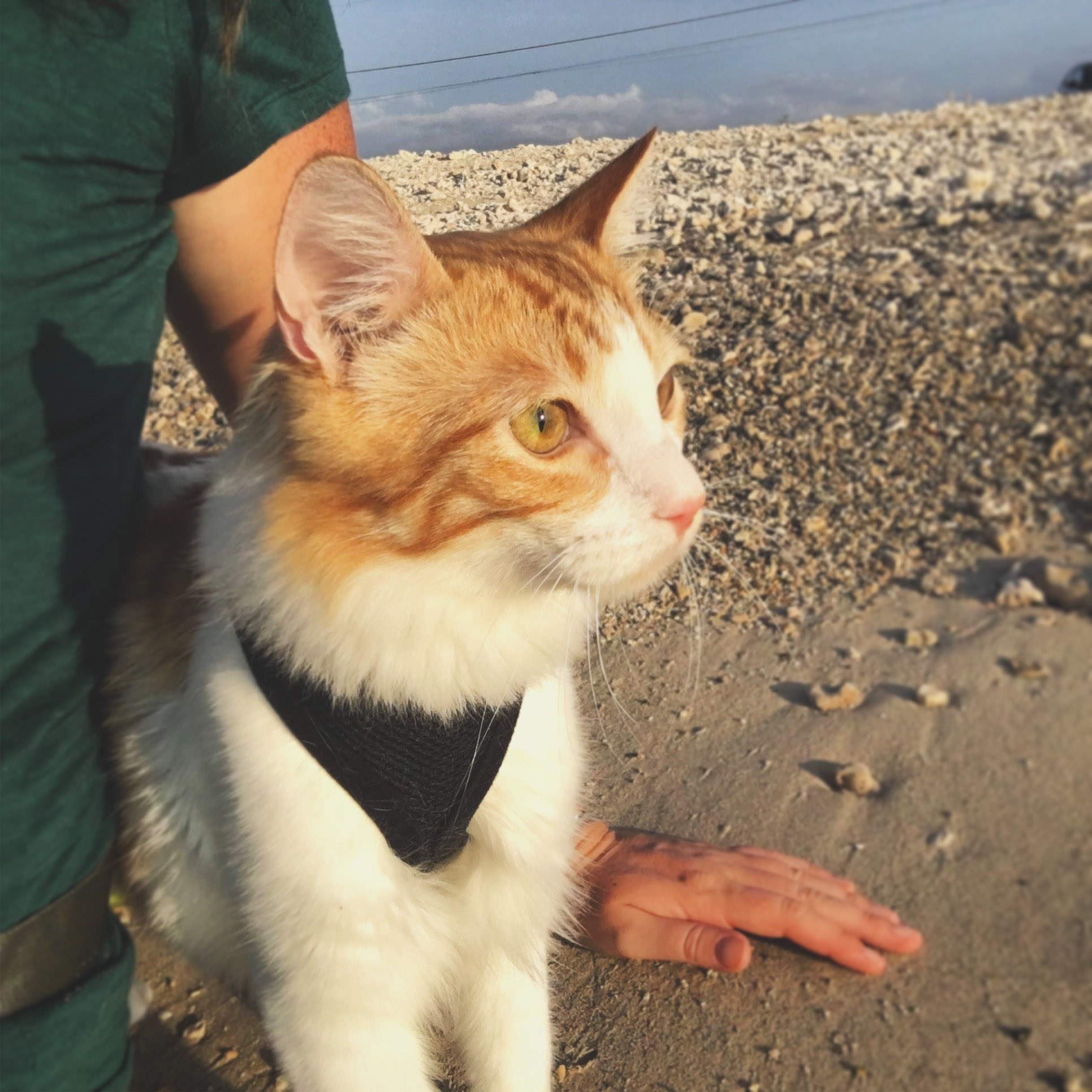 Atlas the cat sitting on beach with owner