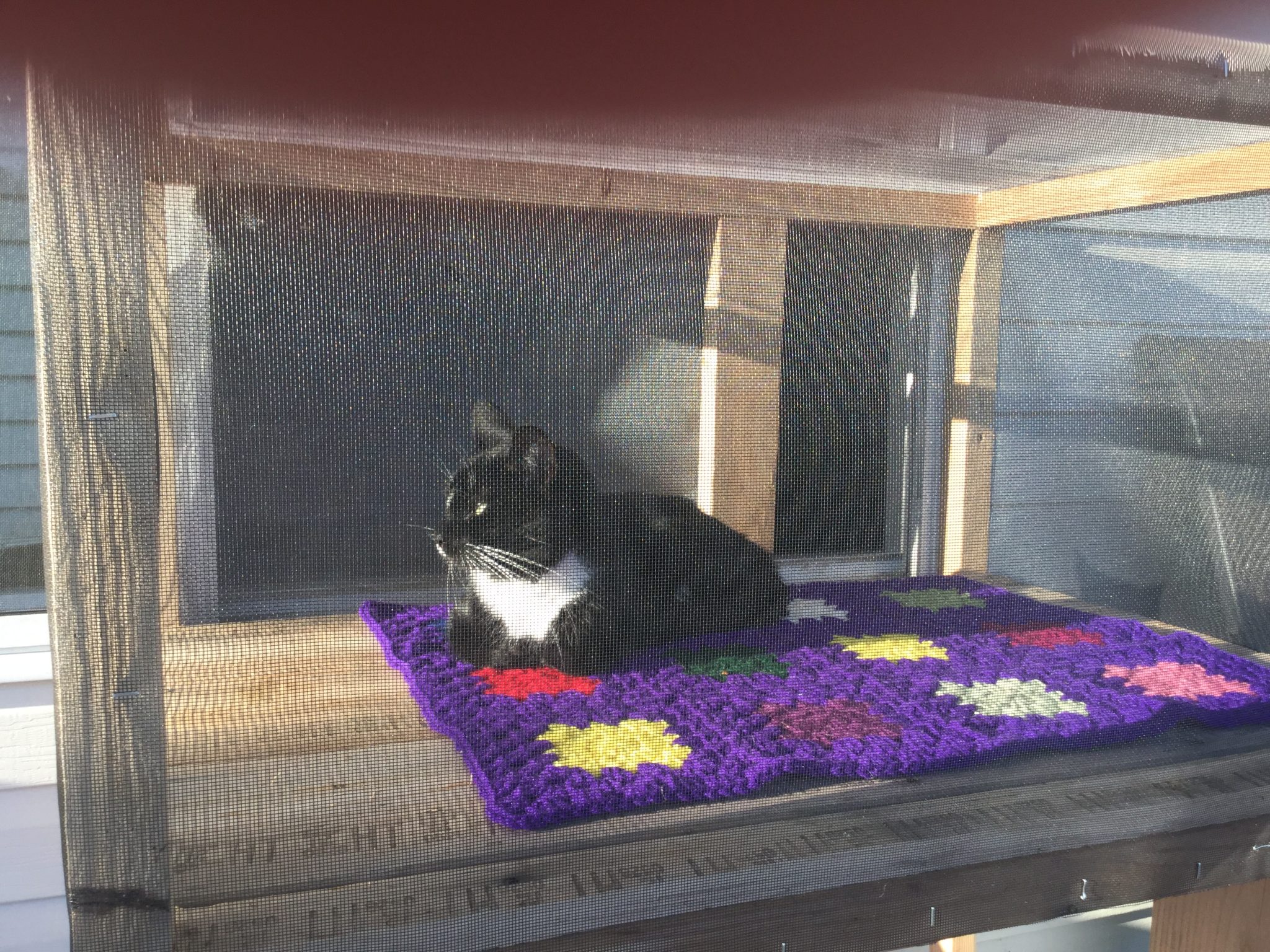 Cat sits on catio in sunshine