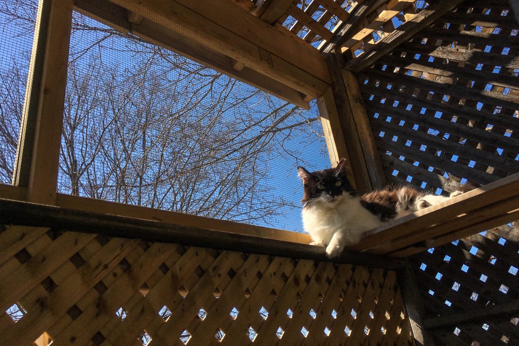 Cat on shelf in catio in sunlight