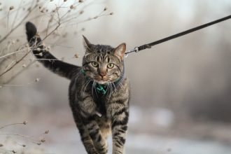 Cat on a leash walks near plants in winter