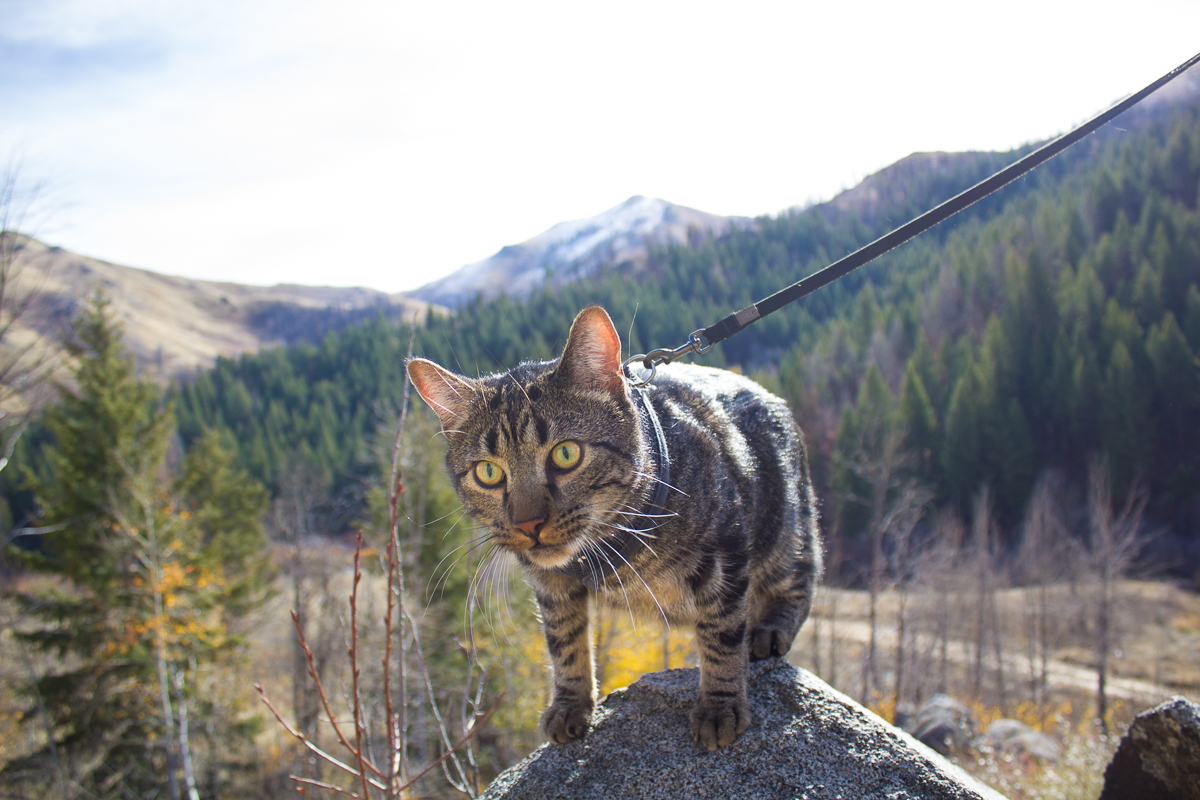 Cat on rock in front of mountains