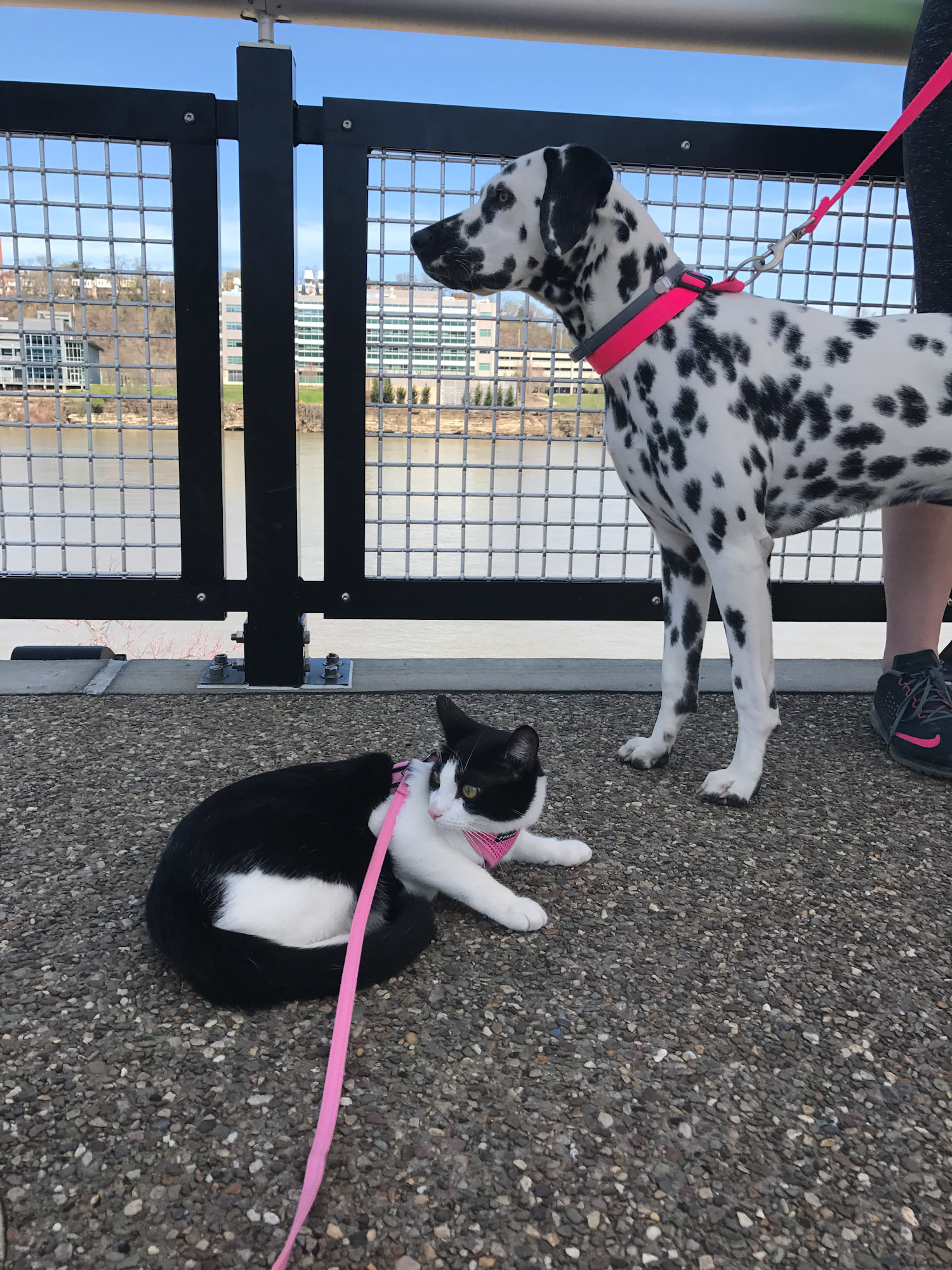 Lily the adventure cat with dalmatian in Pittsburgh
