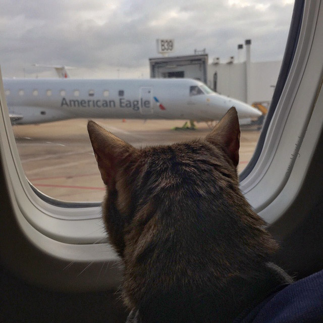 Romeo looking out airplane window at airport