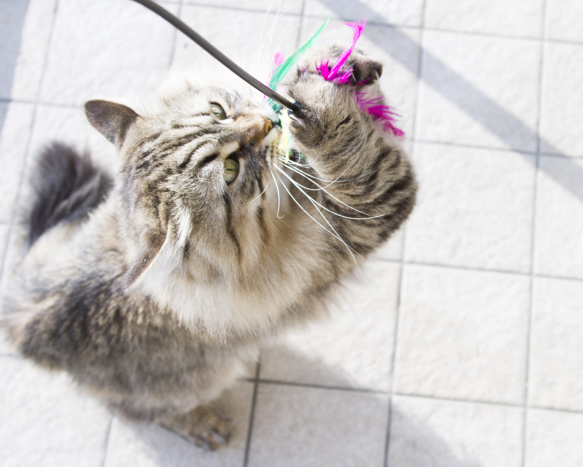 cat playing with feather wand toy
