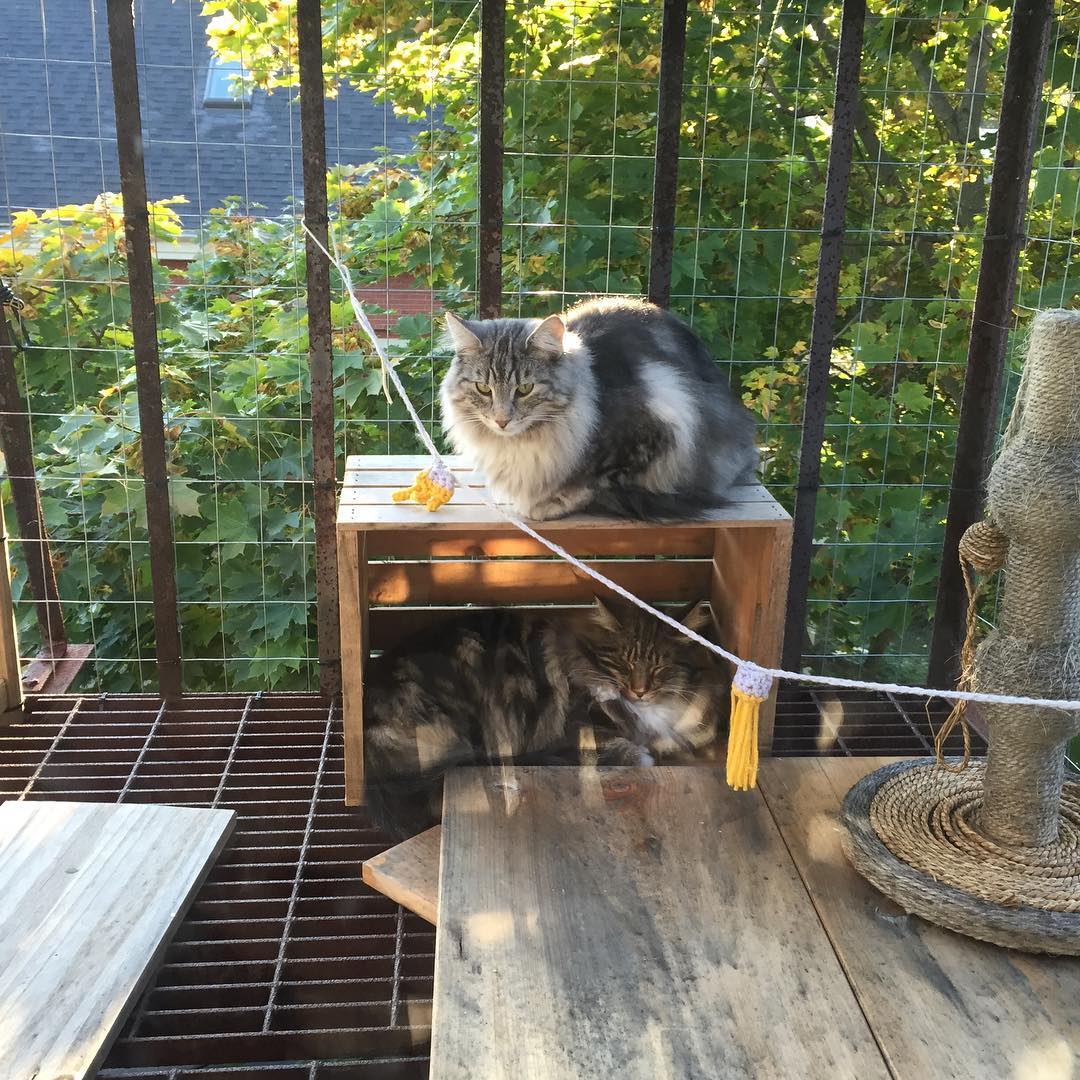 Forest cats on catio