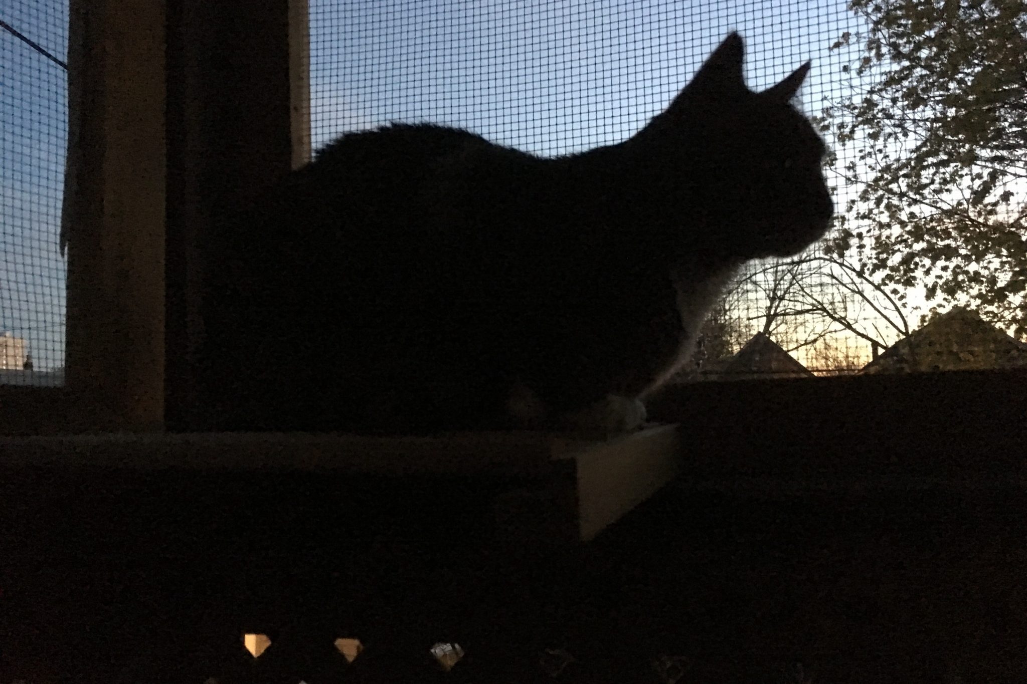 Cat silhouette on catio