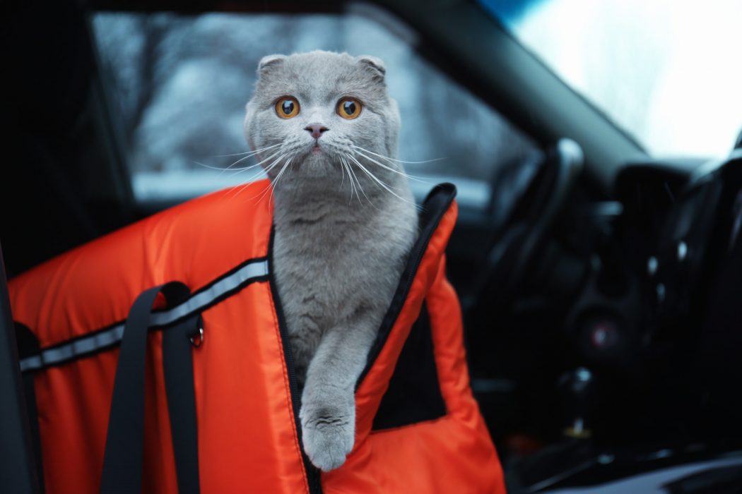cat riding in carrier in car