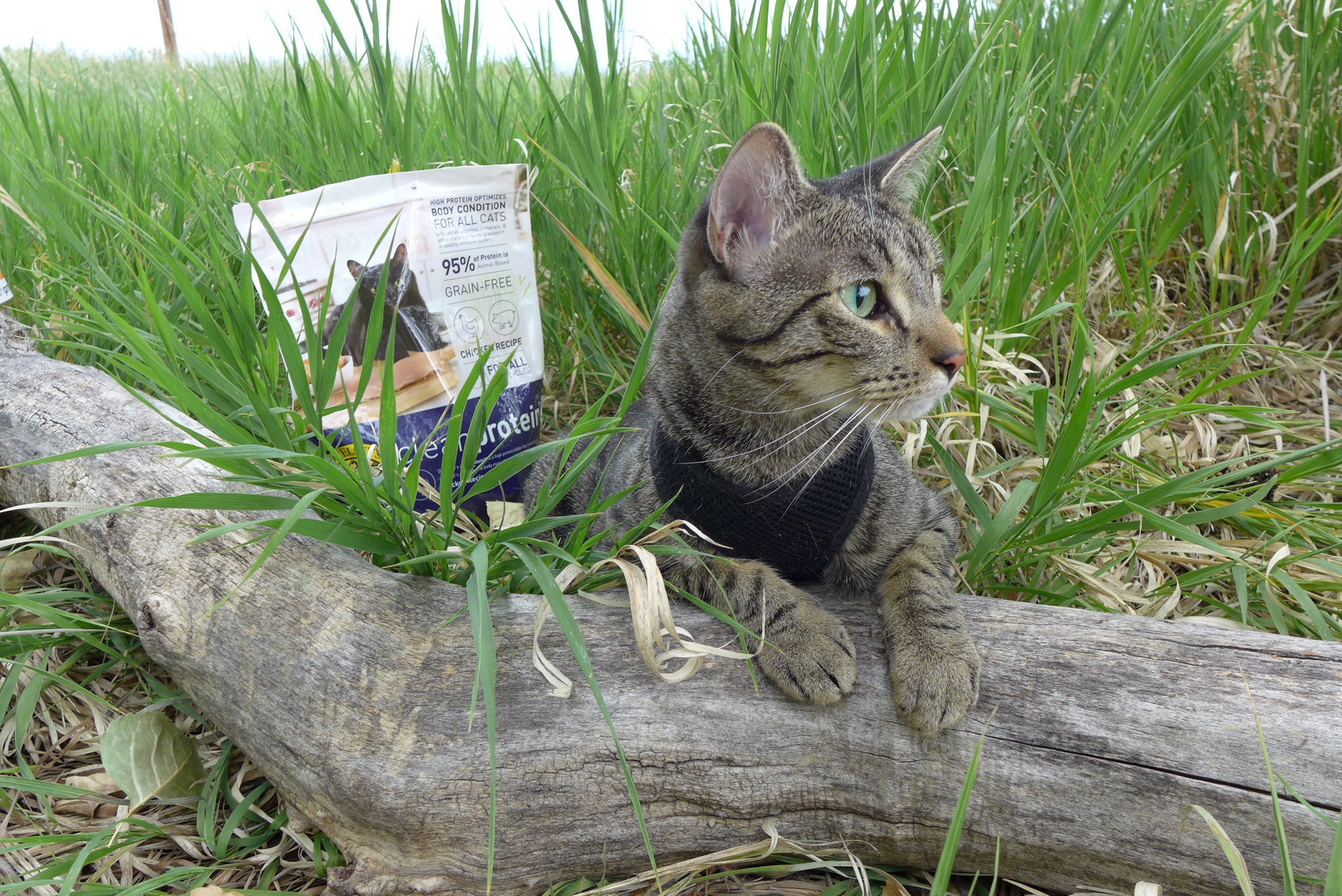 Dr. Elsey's cleanprotein cat food