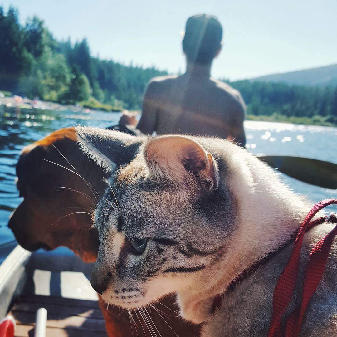 Cat and dog are in boat