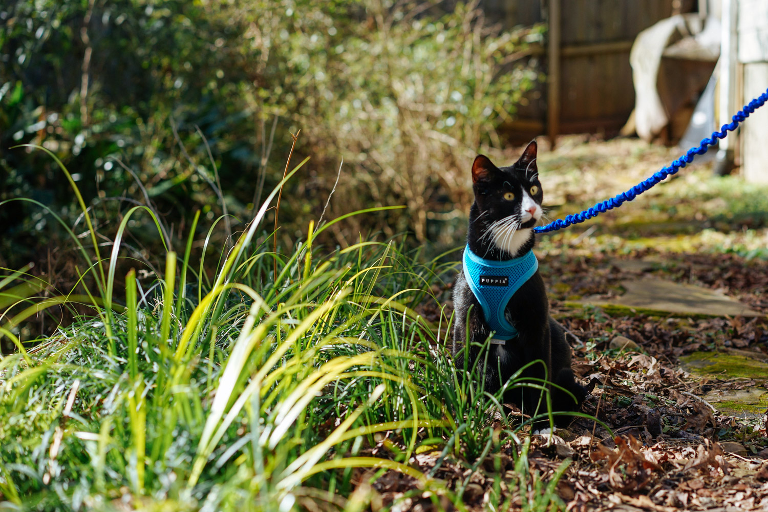 Sirius enjoys exploring the wilds of the backyard.