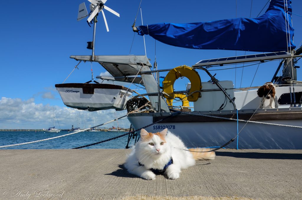 Salty Sea Cat with Boat