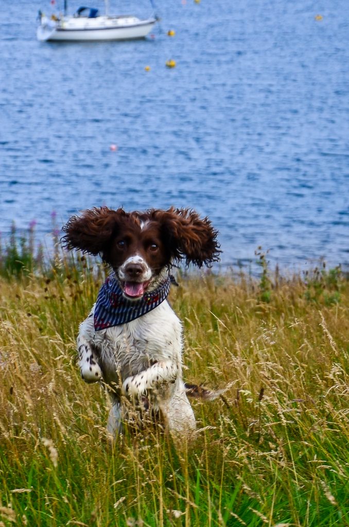 Salty Sea Cat's Sister Pippa