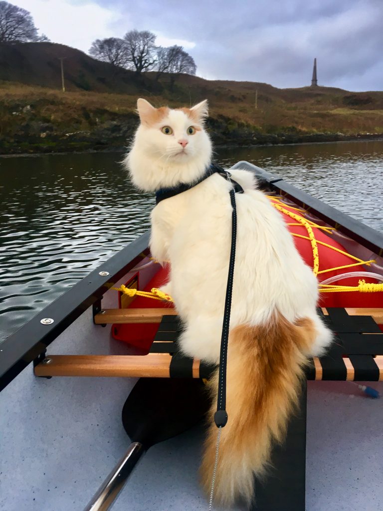 Salty Sea Cat in Canoe
