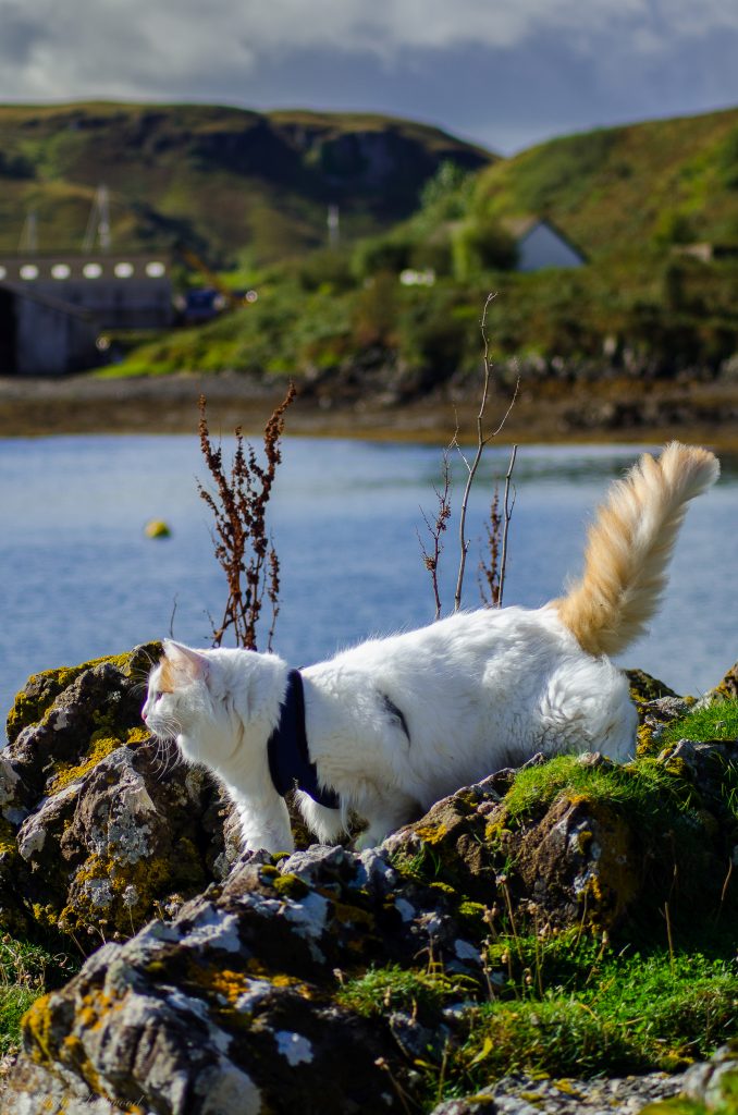 Salty Sea Cat Explores Rocks