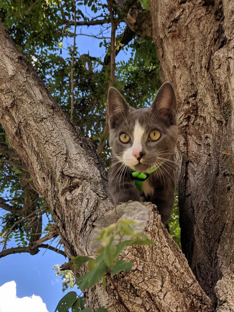 Parsley cat in tree