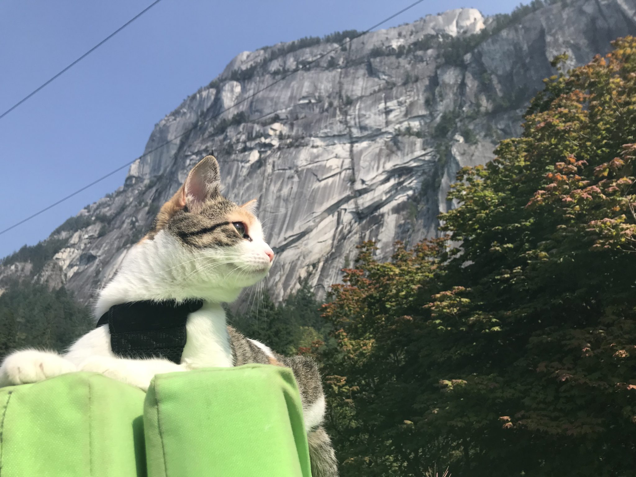 Cali is right at home in the meowntains.