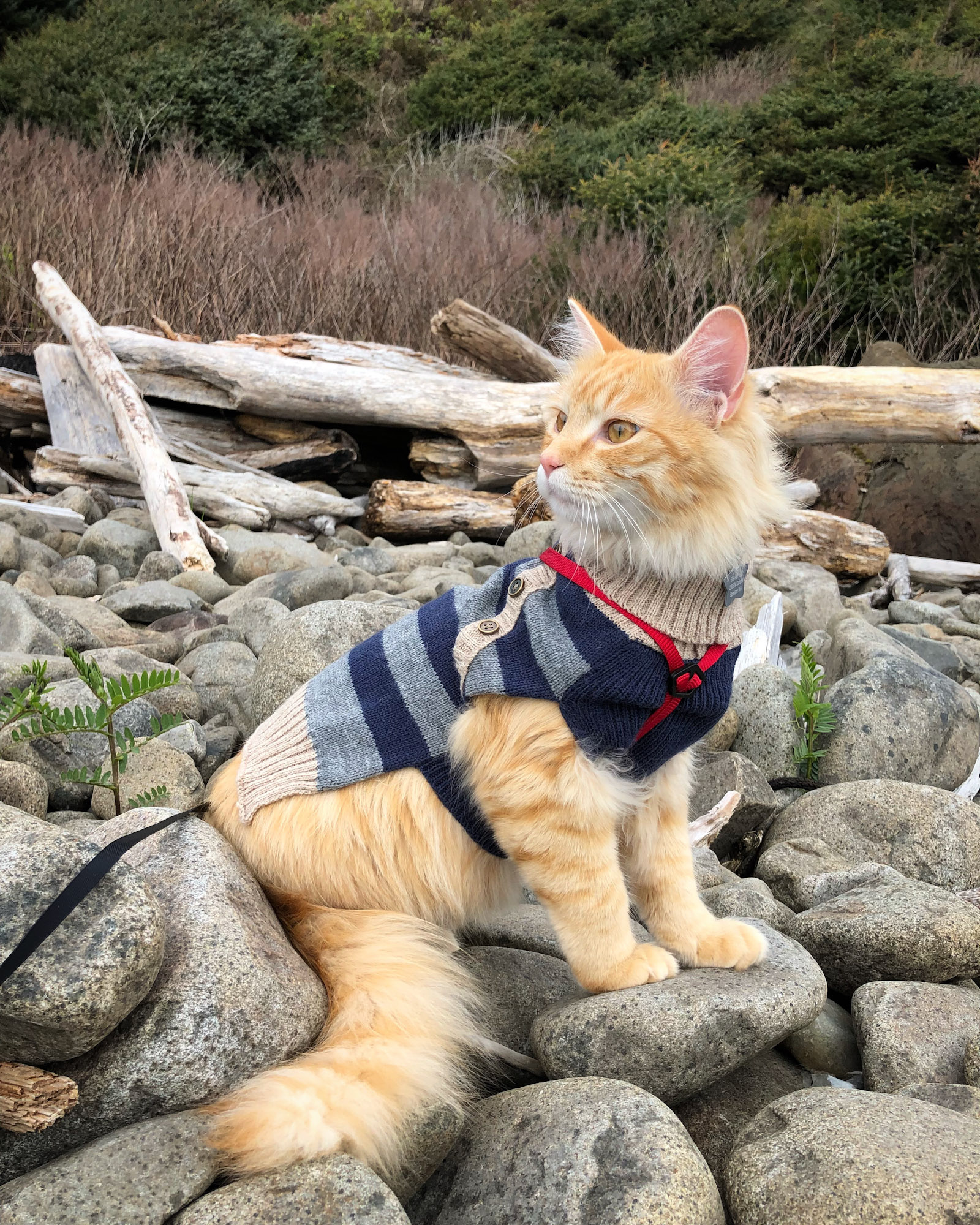 cat in sweater poses on rocks