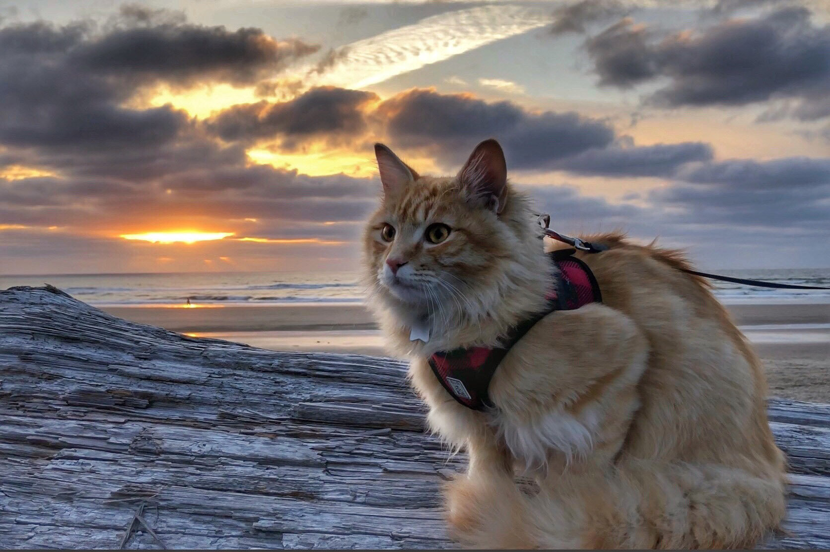 adventure cat on beach at sunset