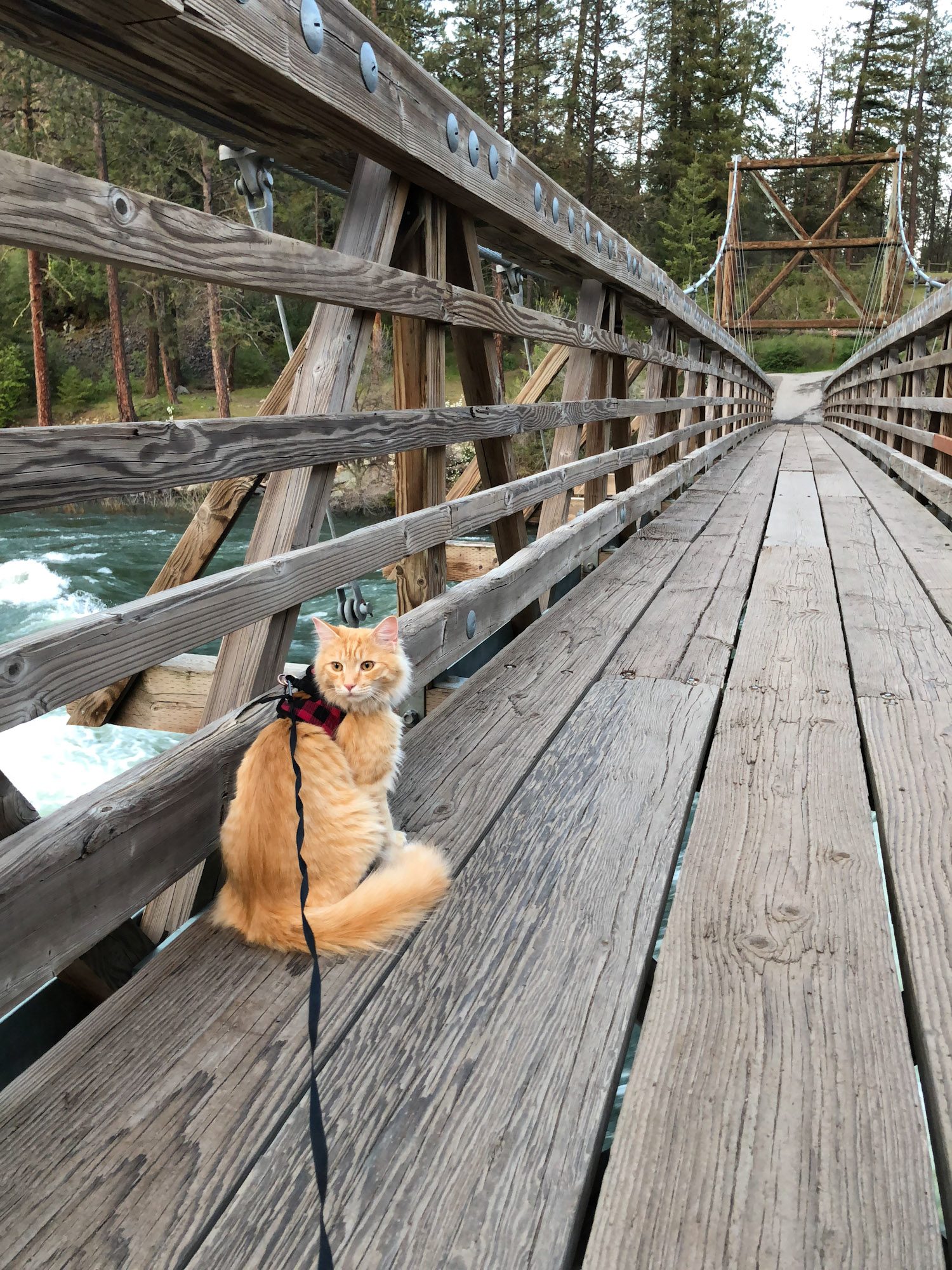 adventure cat sits on bridge