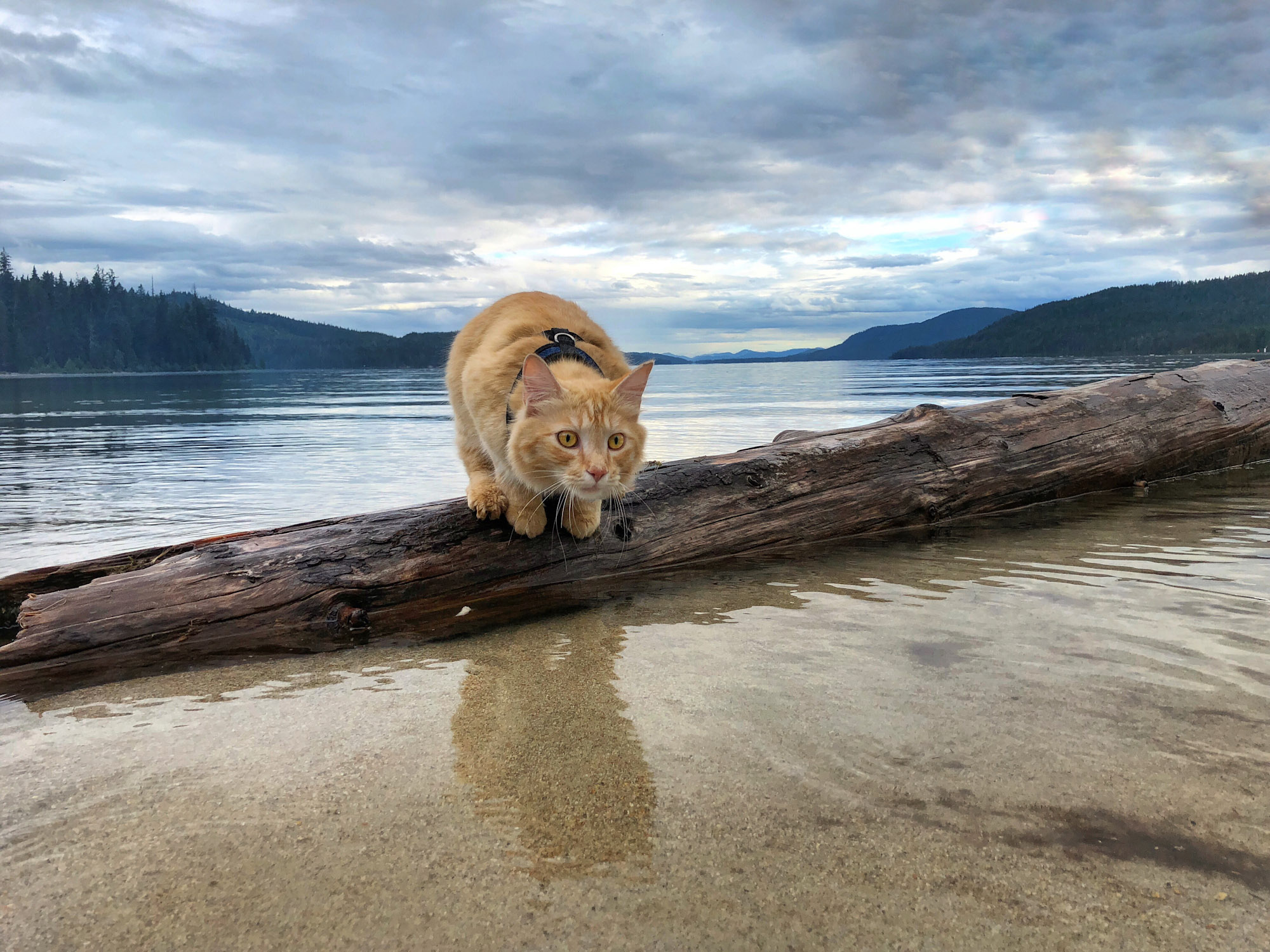 orange tabby poses on log in water