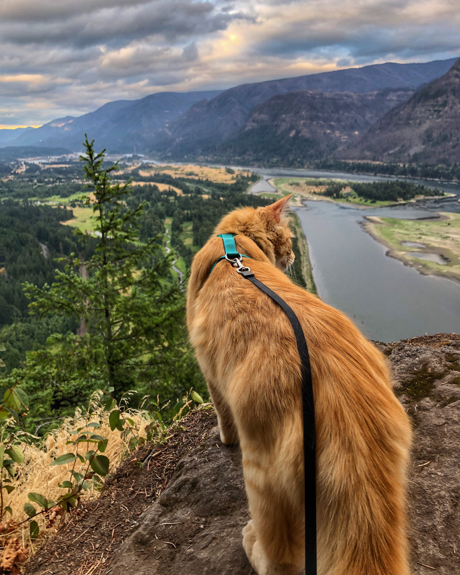 adventure cat overlooks mountain view