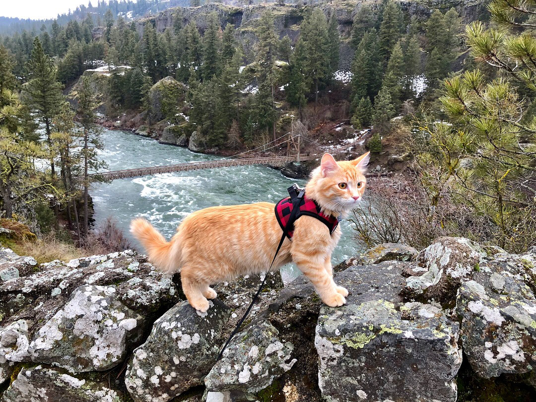orange tabby cat hiking in Washington