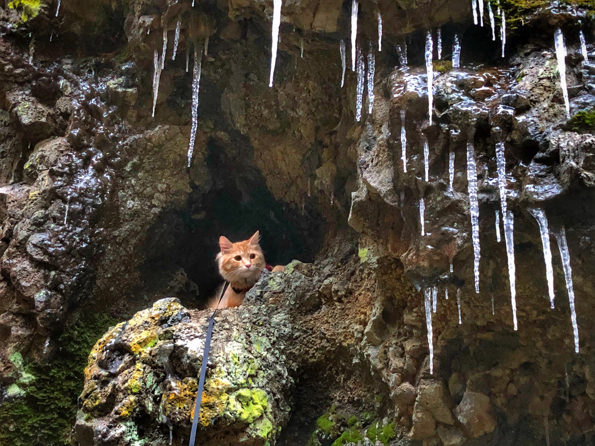 adventure cat poses beside icicles