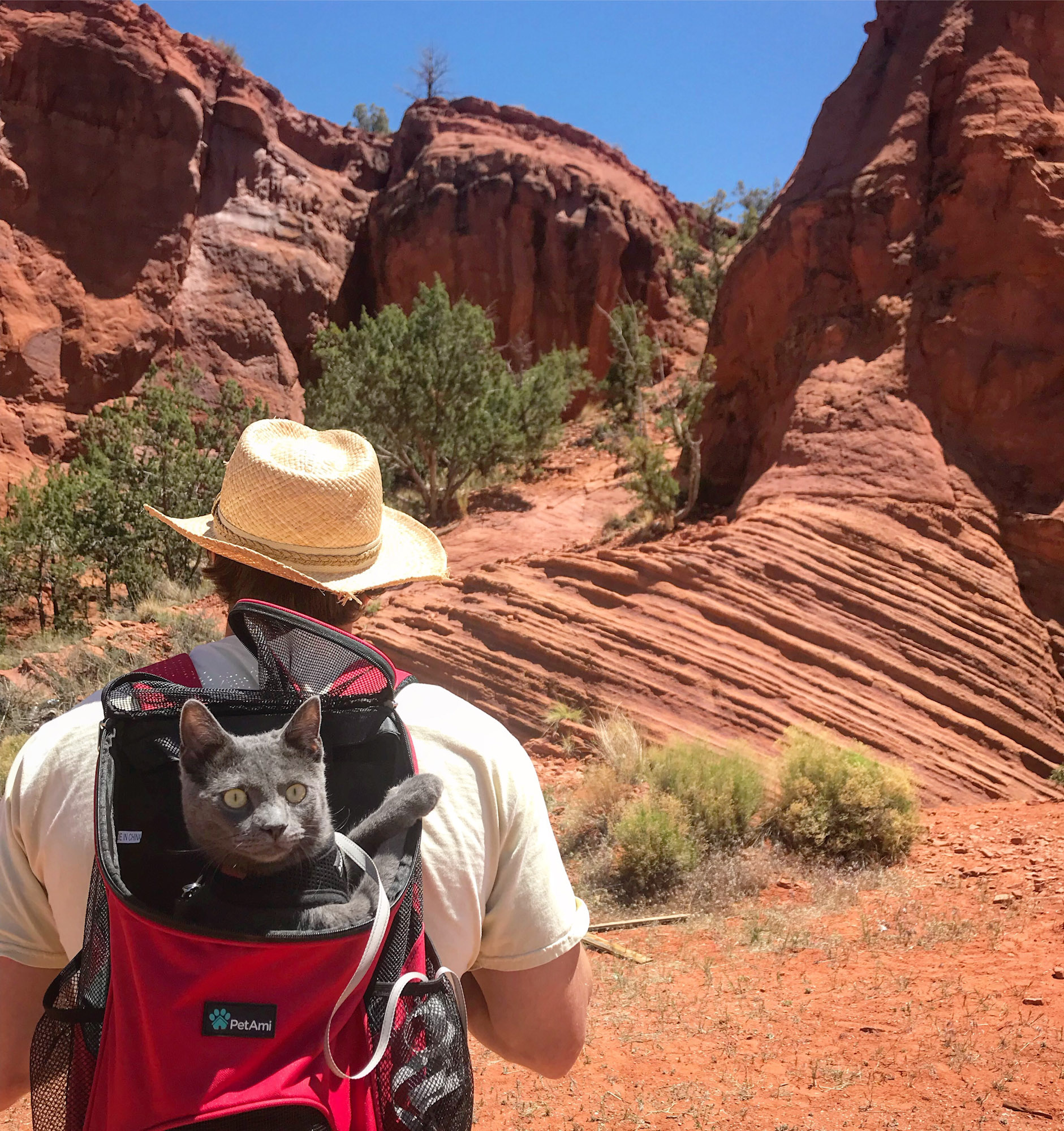 gray adventure cat rides in backpack through desert