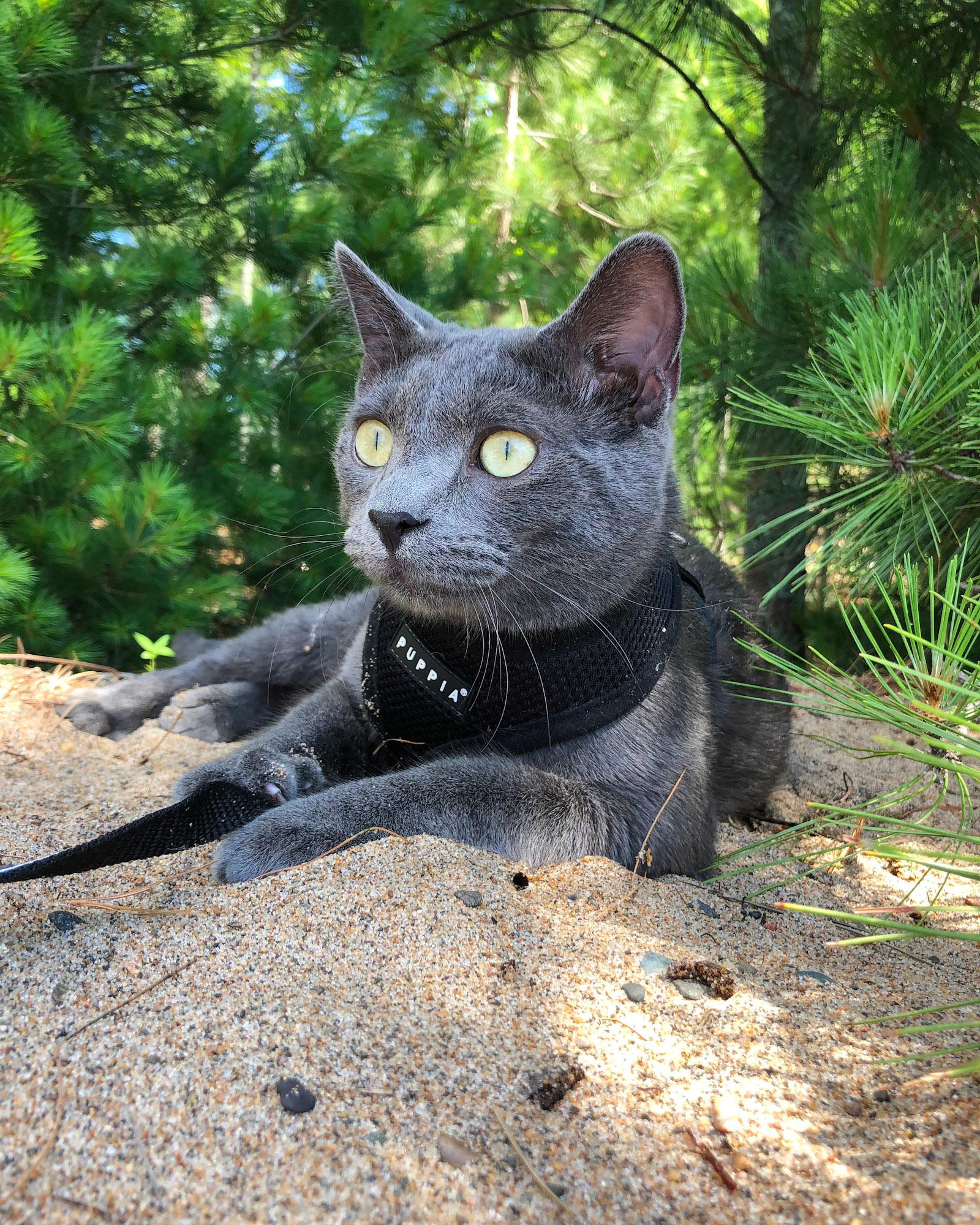 cat in harness rests among evergreen trees