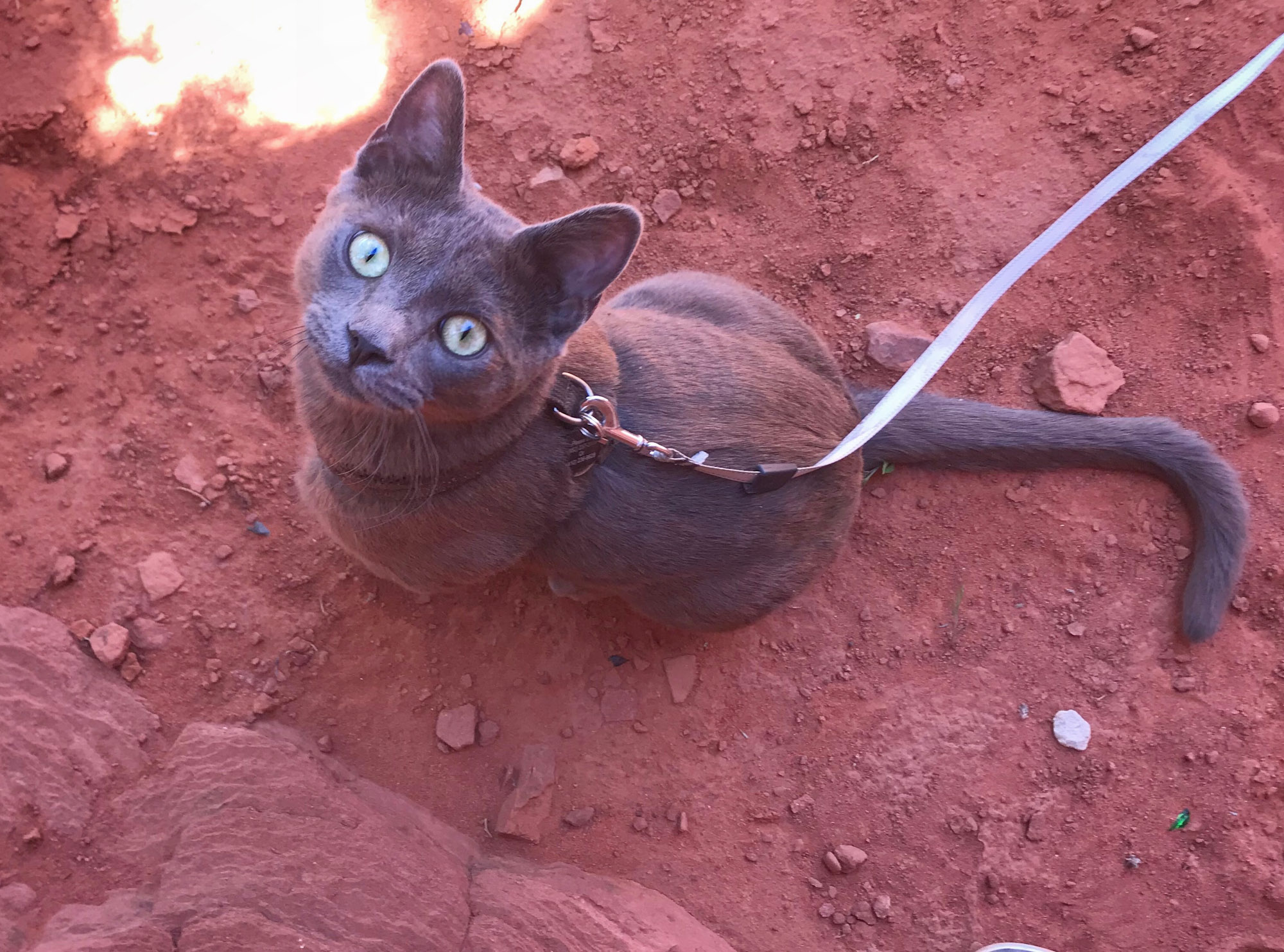 gray adventure cat stares up from red dirt