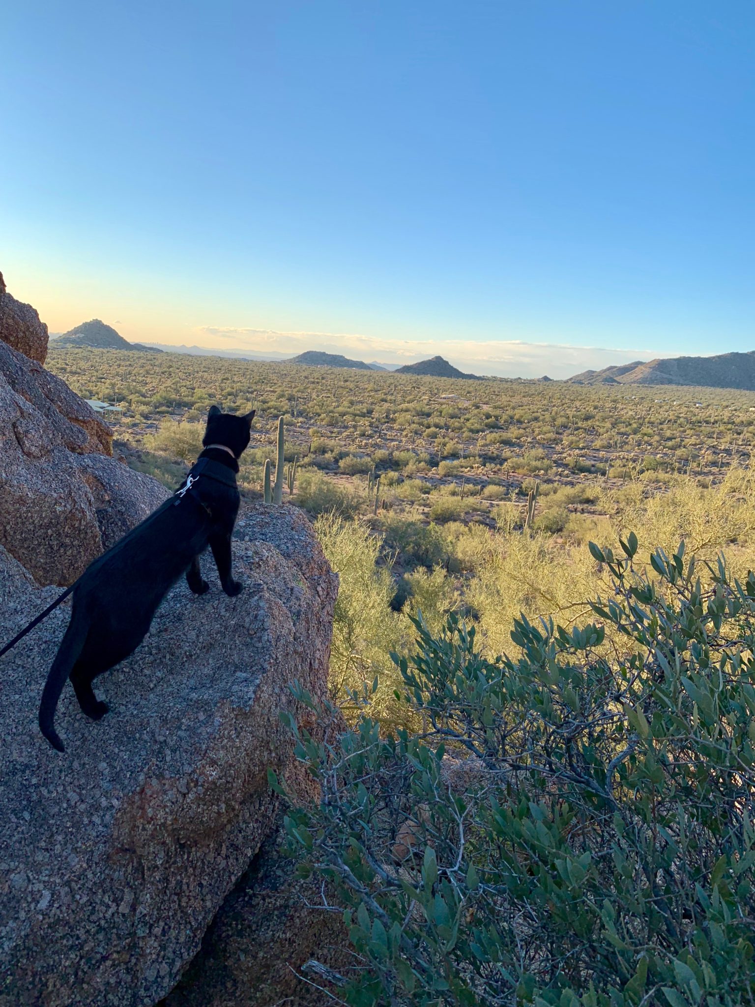 Cash adventure cat overlooks Sonoran Desert