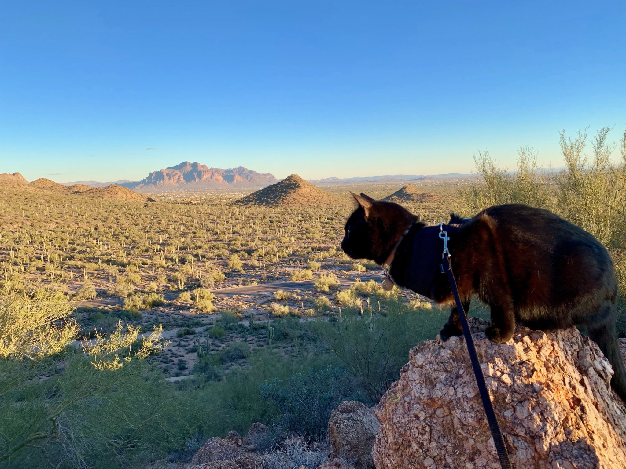 black adventure cat overlooks Arizona landscape
