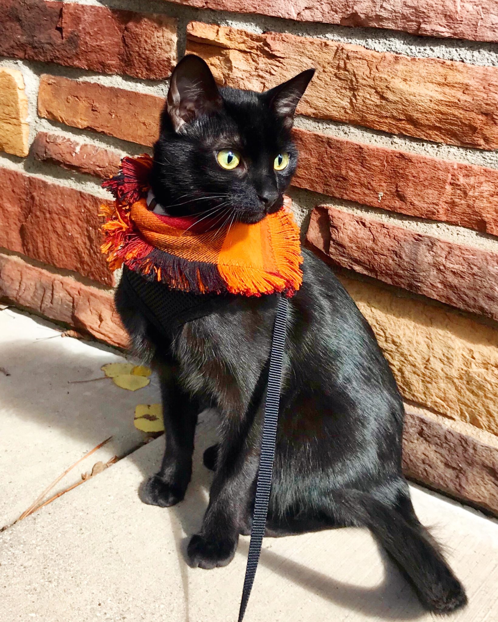 Cash adventure cat wearing flannel scarf