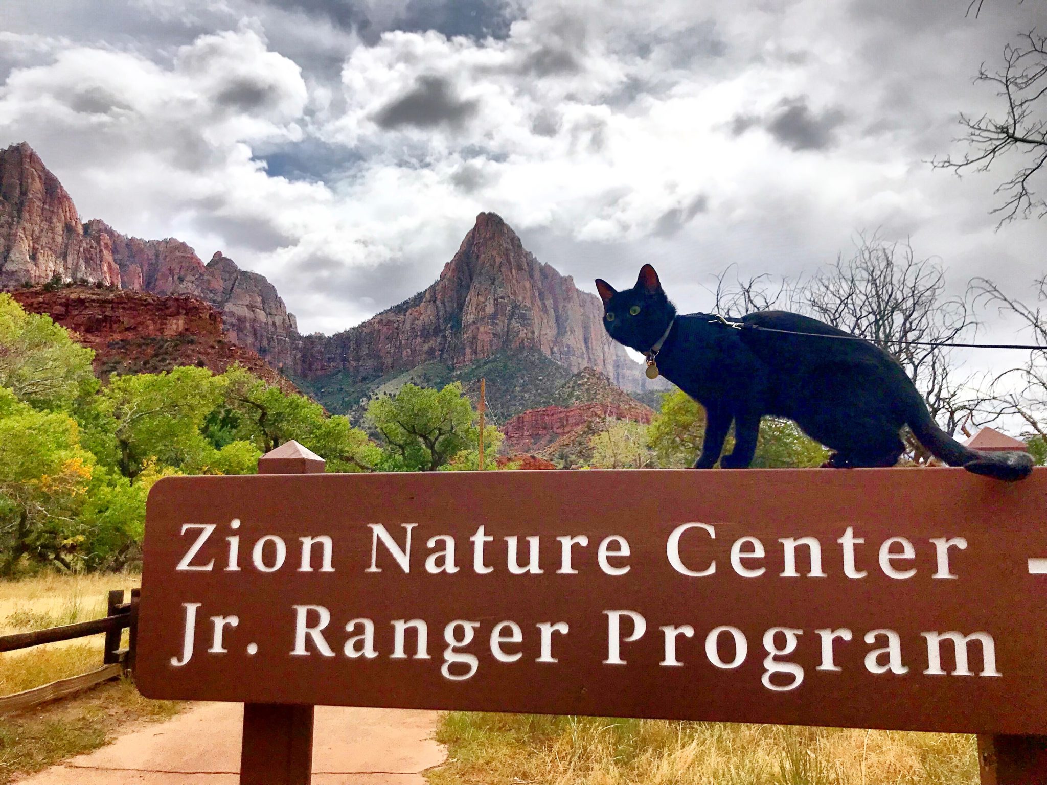 Cash adventure cat explores Zion National Park on a leash