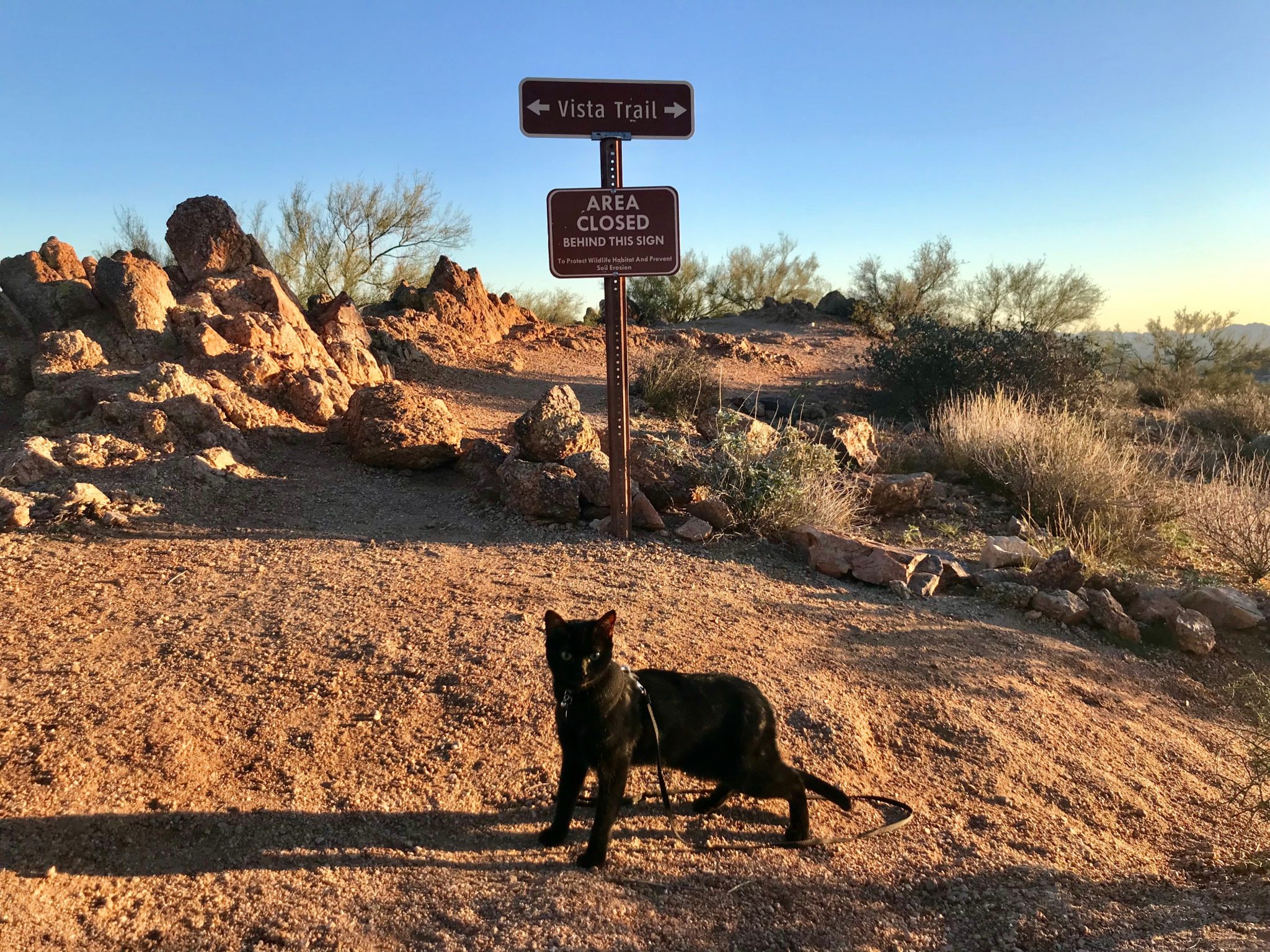 black adventure cat on leash in desert