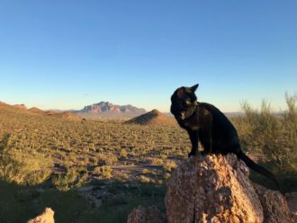 Cash the black adventure cat overlooks Arizona desert landscape