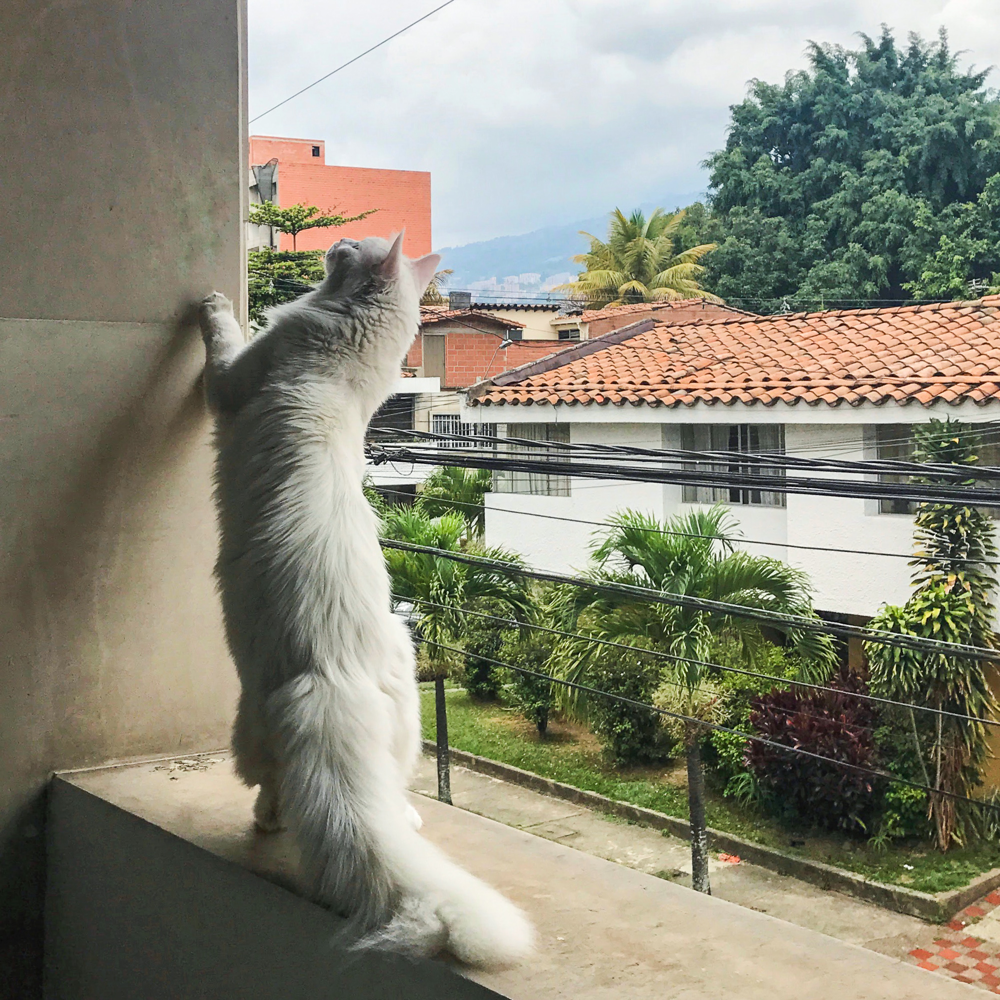 Cezar stretches out in Medellin, Colombia. (Photo: Instagram/@cezars.crew)